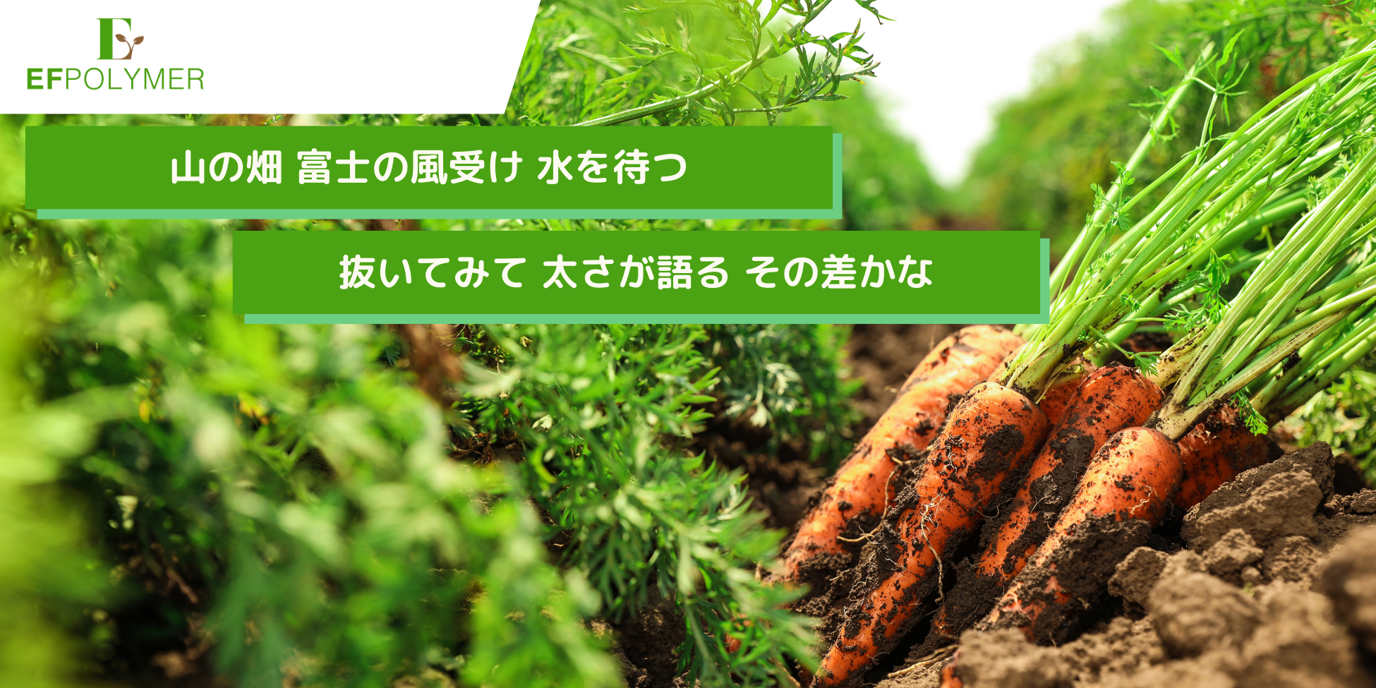 山梨・富士山中湖農場 ニンジン(恋ごころ)実証試験|EFポリマーで肥大・収量と残肥保持を最適化